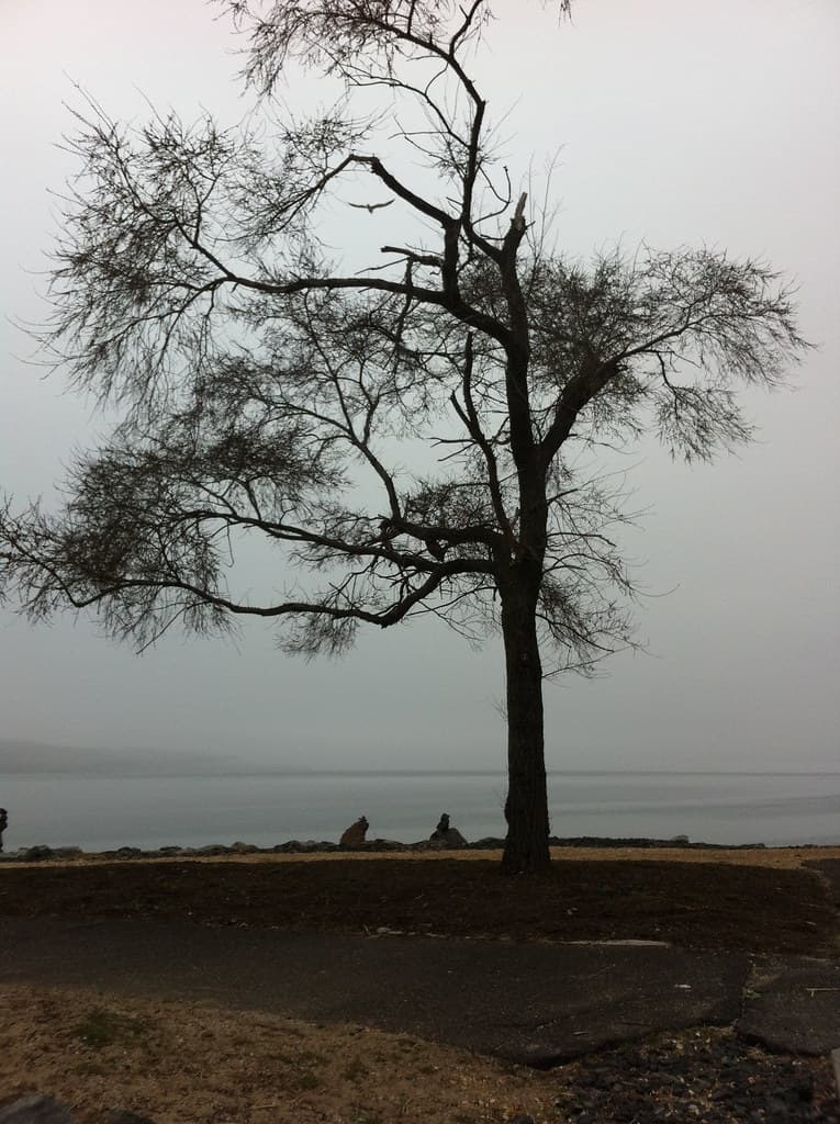 Roslyn Beach