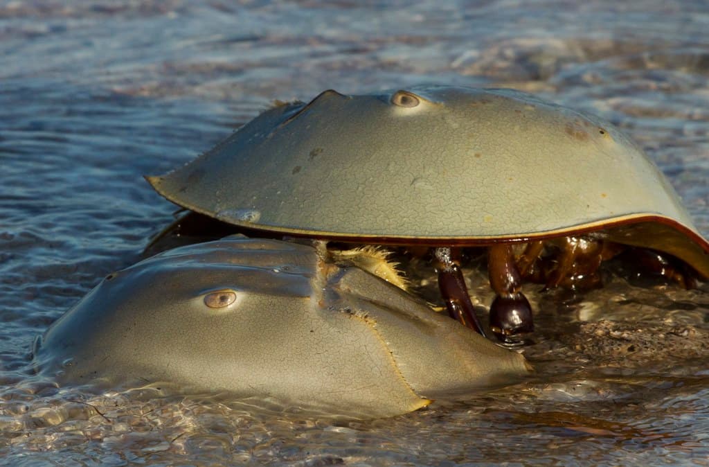Mating horseshoe crabs at Ten Thousand Islands
