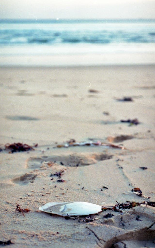 Portsea Back Beach