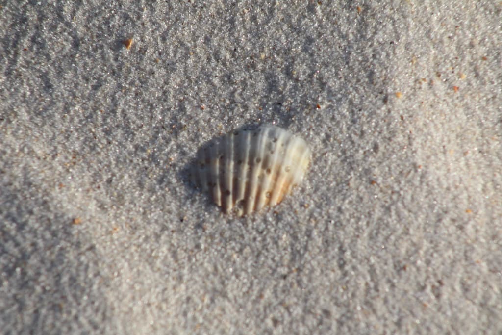 St George Island 2010-30.jpg