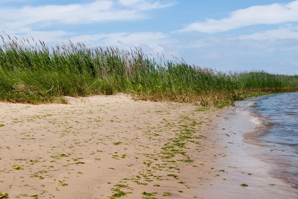 Prospect Bay Beach