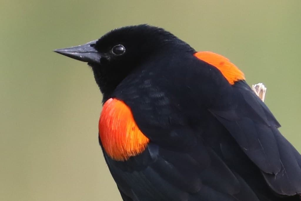 Agelaius phoeniceus Red-winged Blackbird male