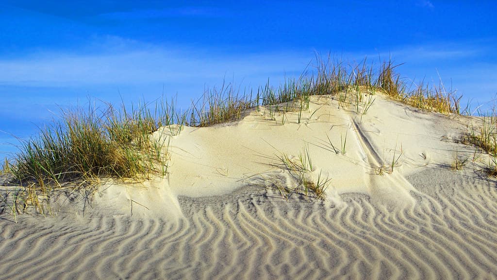 Assateague Island Dune