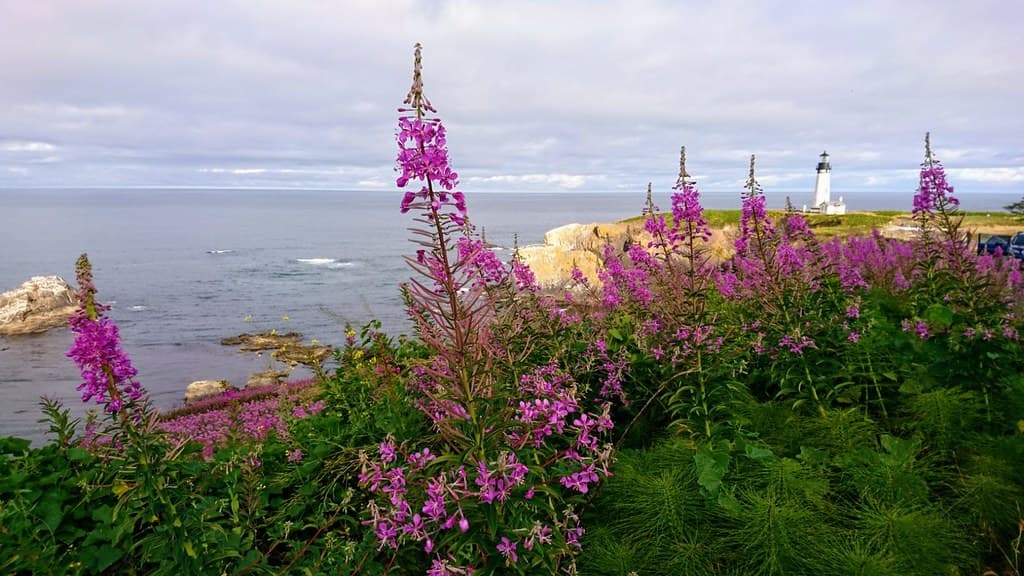 Head of the Meadow Beach