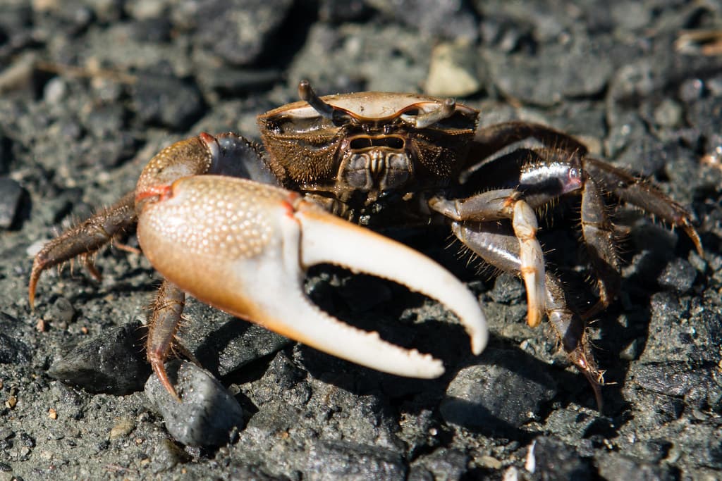 Crocheron Beach