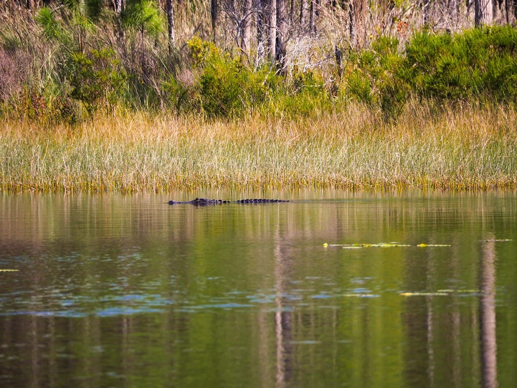 Gulf State Park Beach