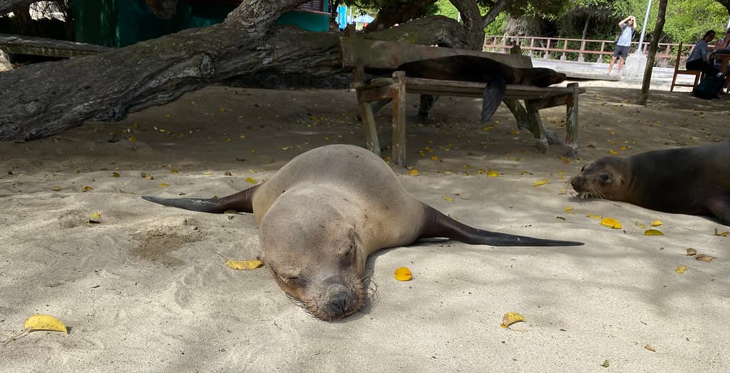 Sea Lion Island Beach
