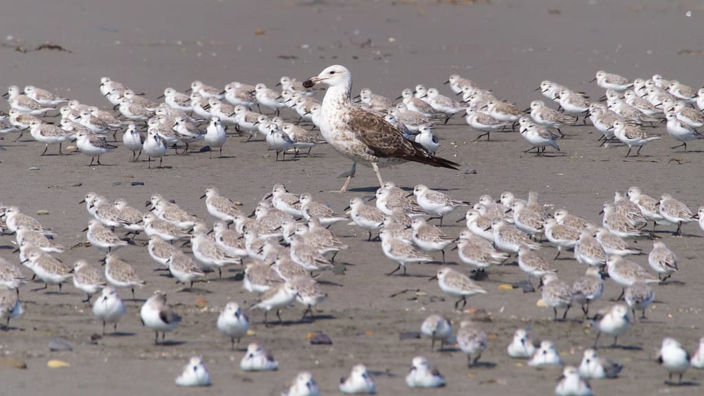 Playa Gaviota