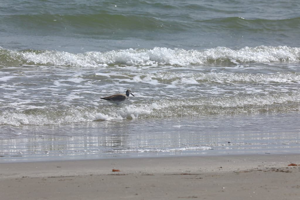 Hunting Island Beach view 3