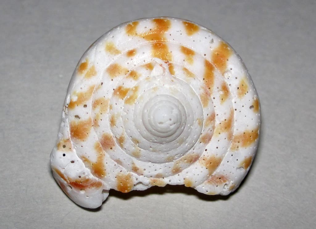 Little Shell Beach view 2