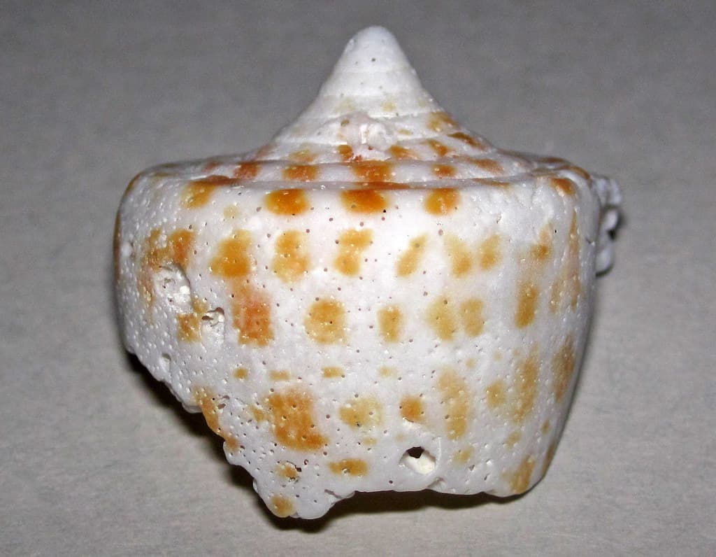 Little Shell Beach