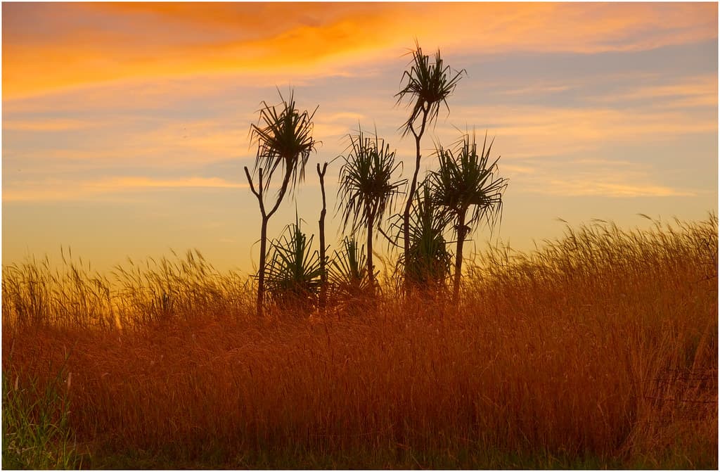 Pandanus Beach