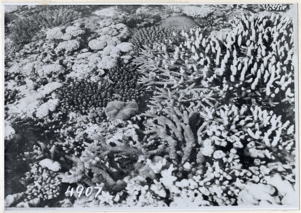 Outer Reef Coral Beach