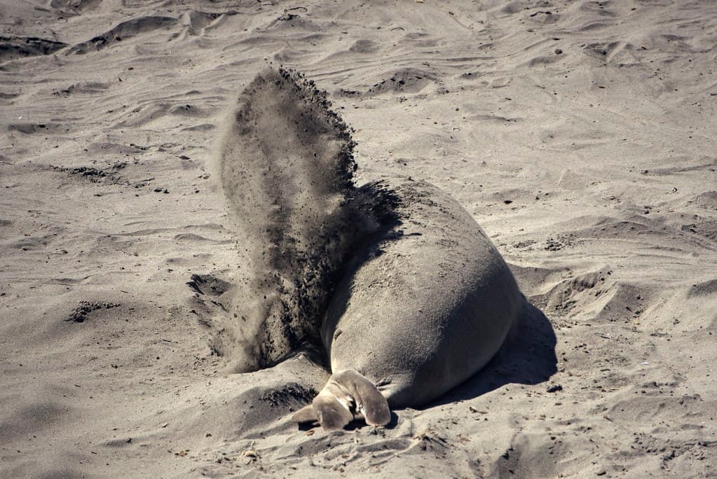 Seal Beach
