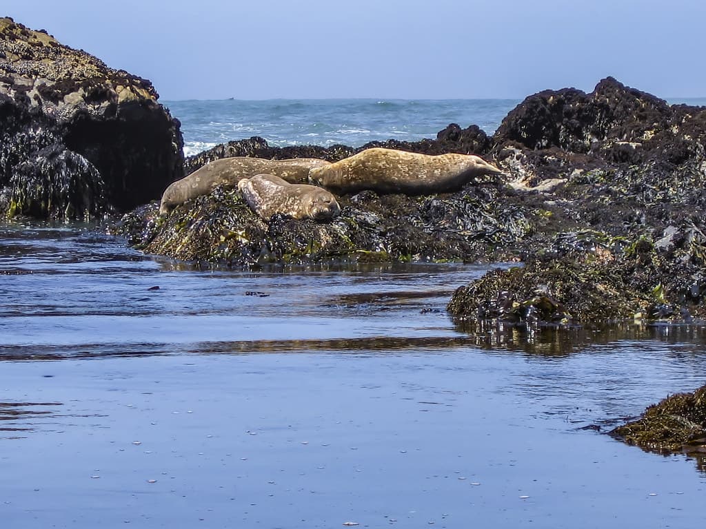 Moonstone Beach