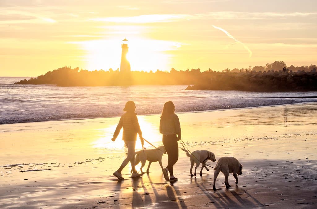 Dog Beach view 2