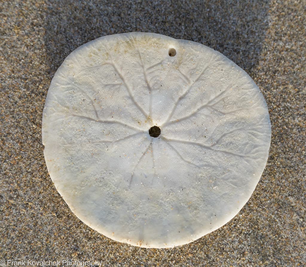 Sand Dollar Beach