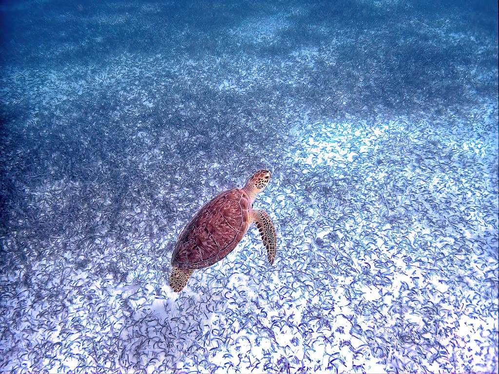 Loggerhead Beach