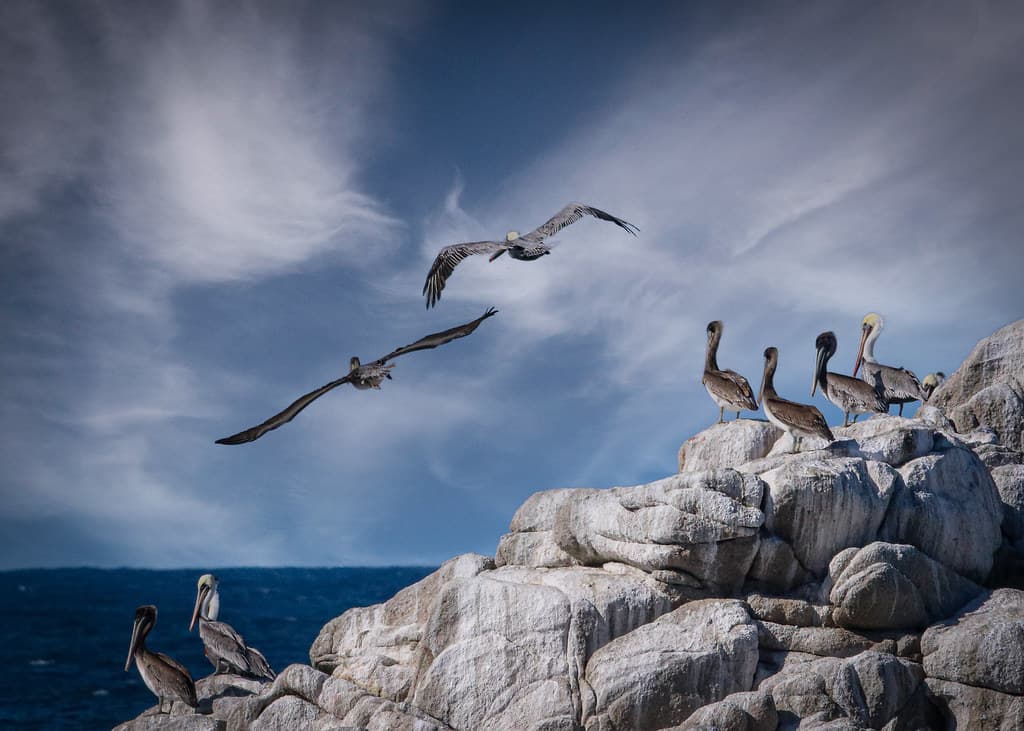 Pelican State Beach