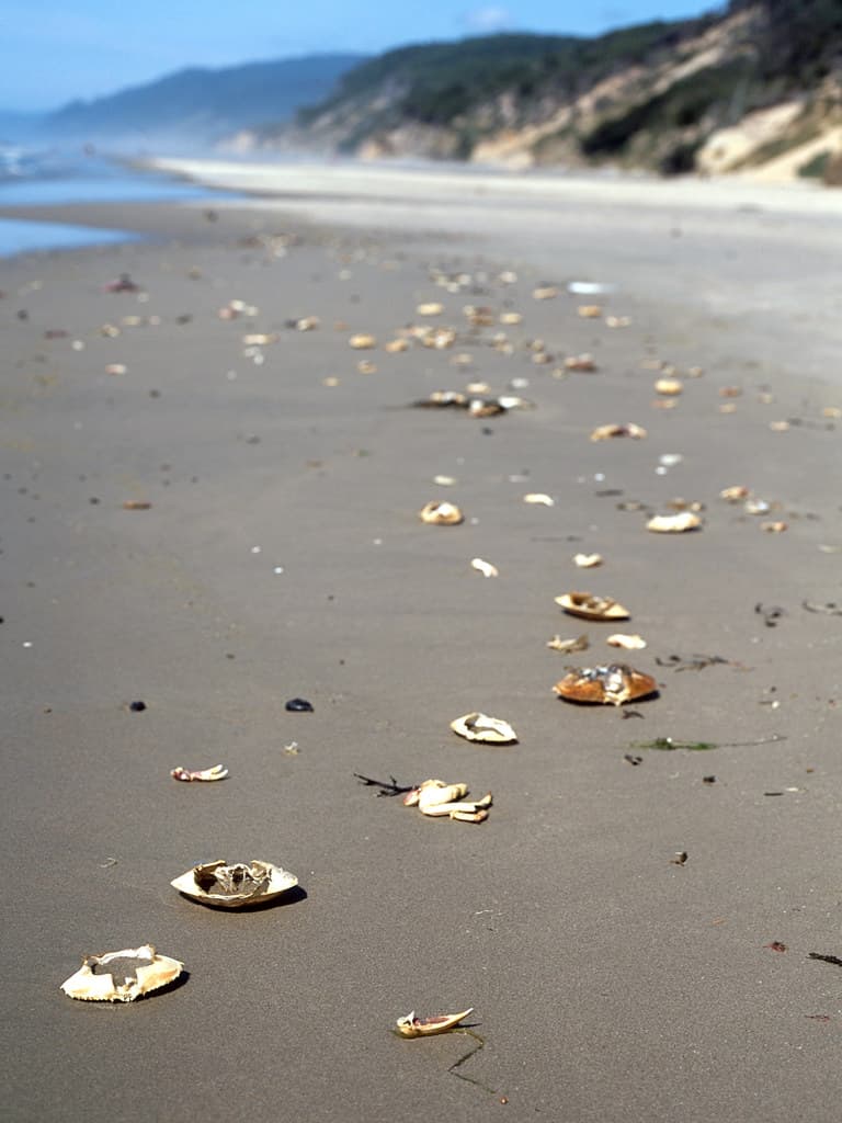 hobbit beach tideline crabs 20130812