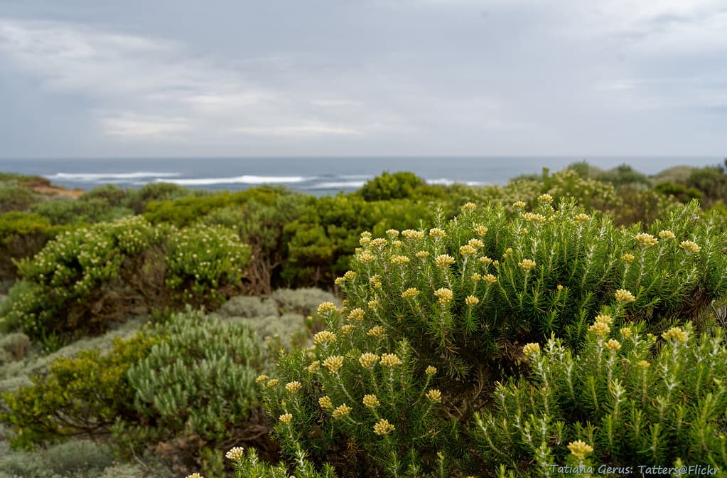 Bay of Islands