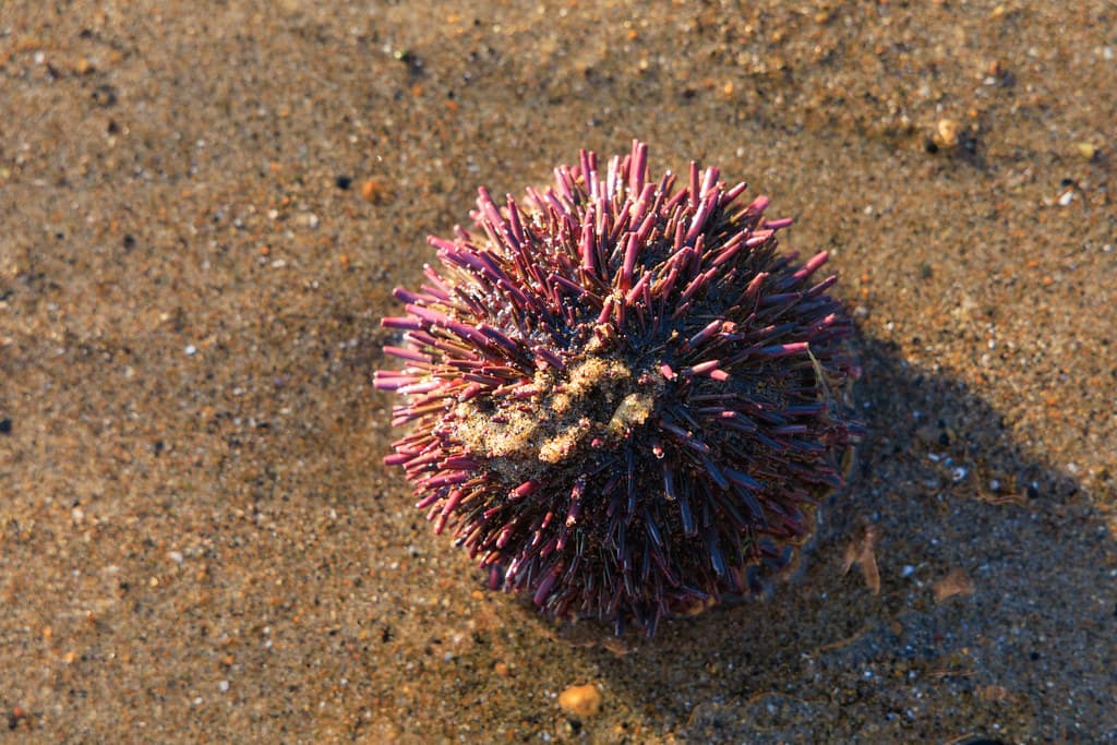 Fogarty Creek Beach
