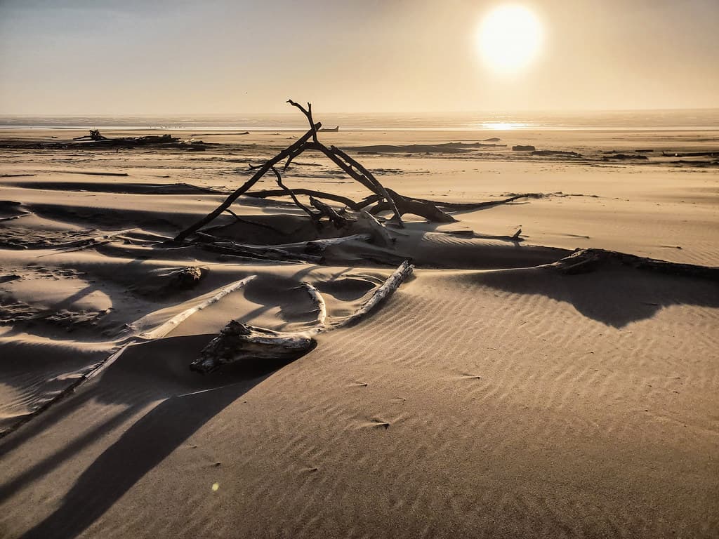 Driftwood Shores Beach