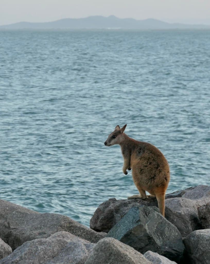 Rock wallaby at Nelly Bay, Magnetic Island, Australia