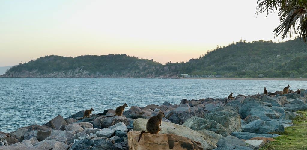 Nelly Bay view 3