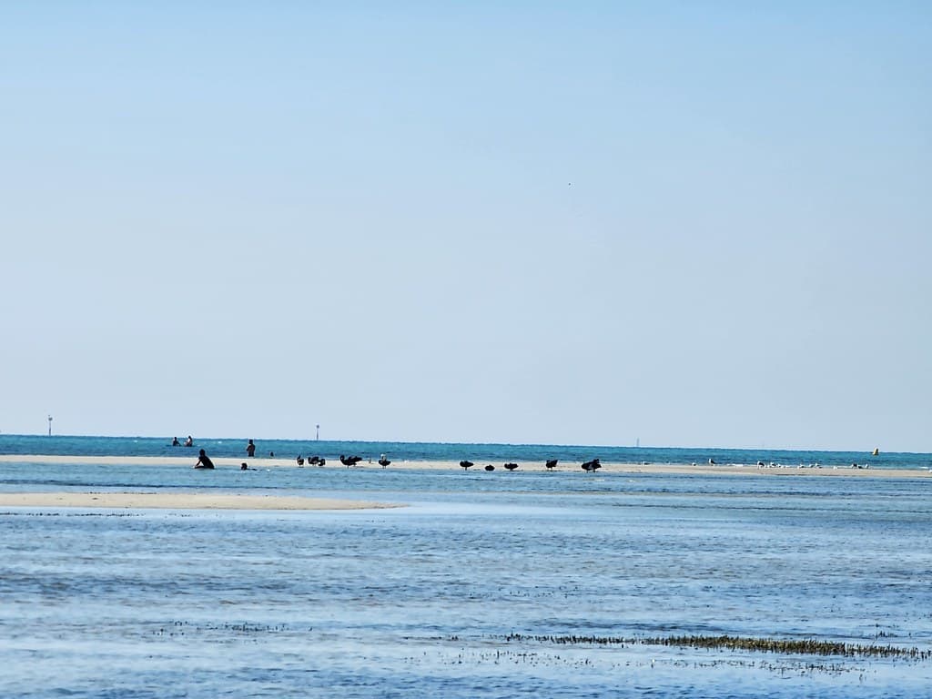 Pelicans on a sand bank at low tide at Capel Sound Beach