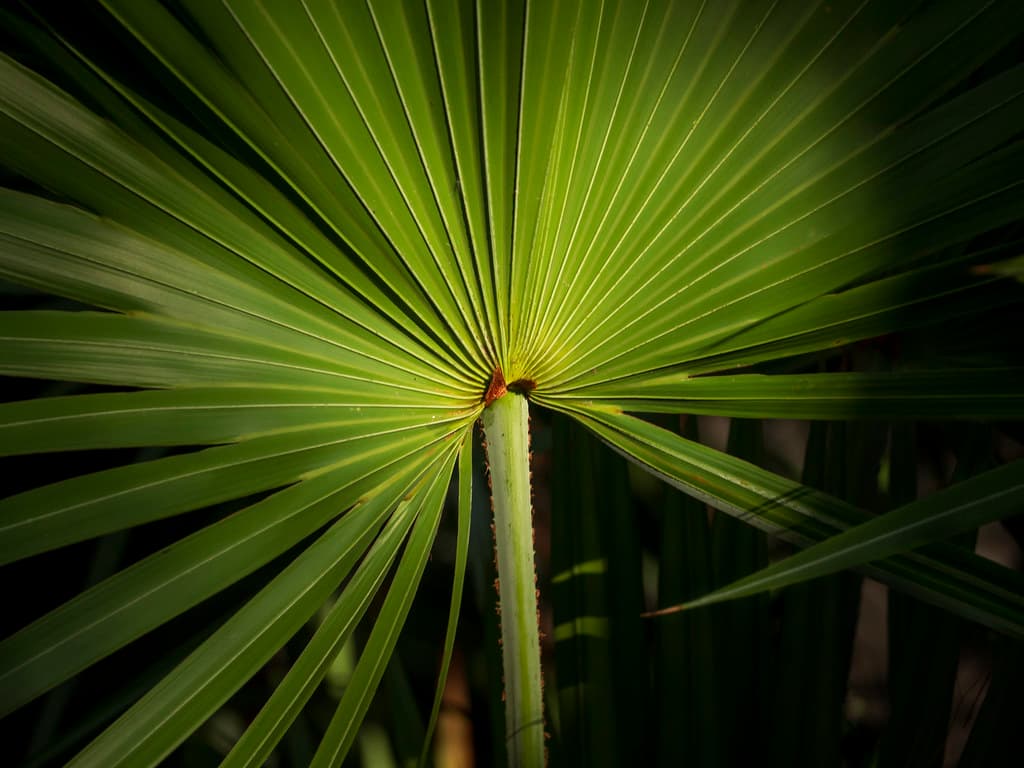 Palm Beach