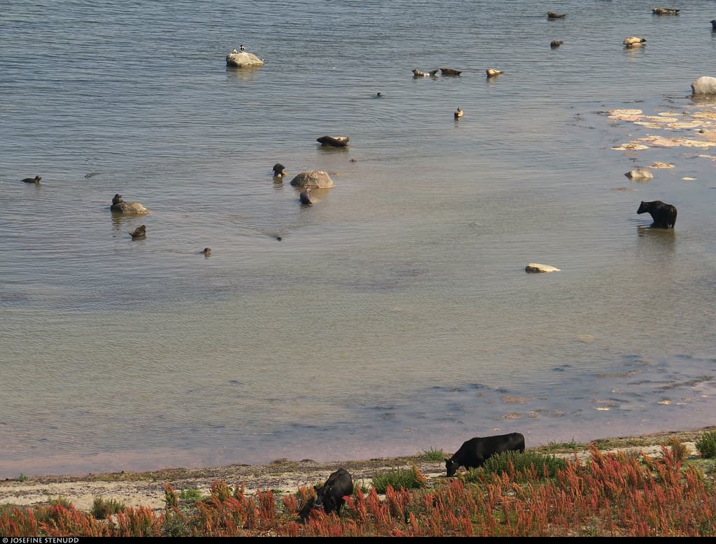 Grönhögen Beach