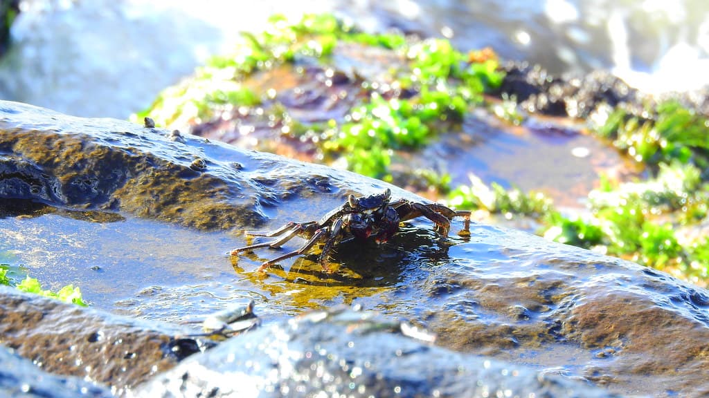 Kalama Beach