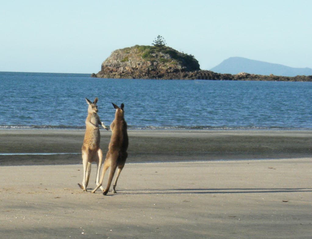 Cape Hillsborough Beach view 2