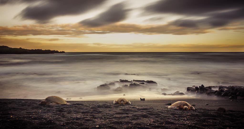 Punalu?u Black Sand Beach — photo by Kiwi Tom
