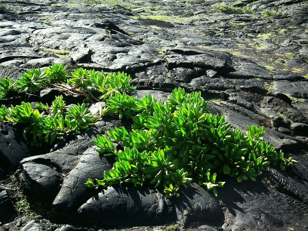 Hawaii Big Island Kona Hilo 409