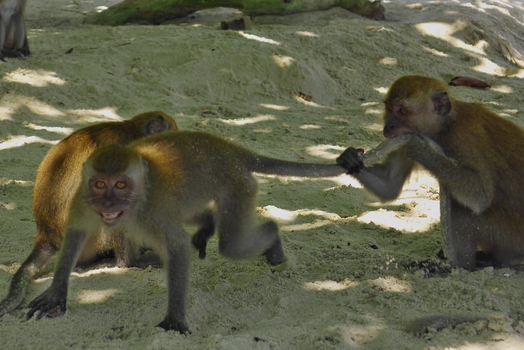 Long-Tailed Macaques on Teluk Nipah Beach, Pangkor Island
