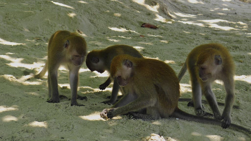 Long-Tailed Macaques on Teluk Nipah Beach, Pangkor Island