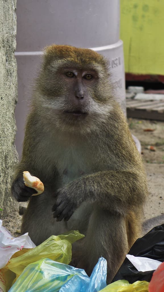 Long-Tailed Macaque Feeding on Scraps, Pangkor Island