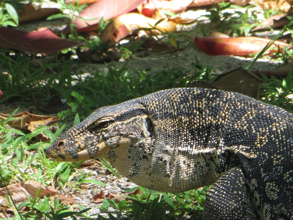 Grote varaan op Selingan Island