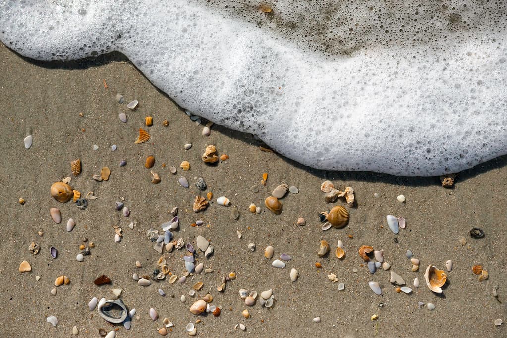 North Litchfield Beach (Pawley's Island, South Carolina)