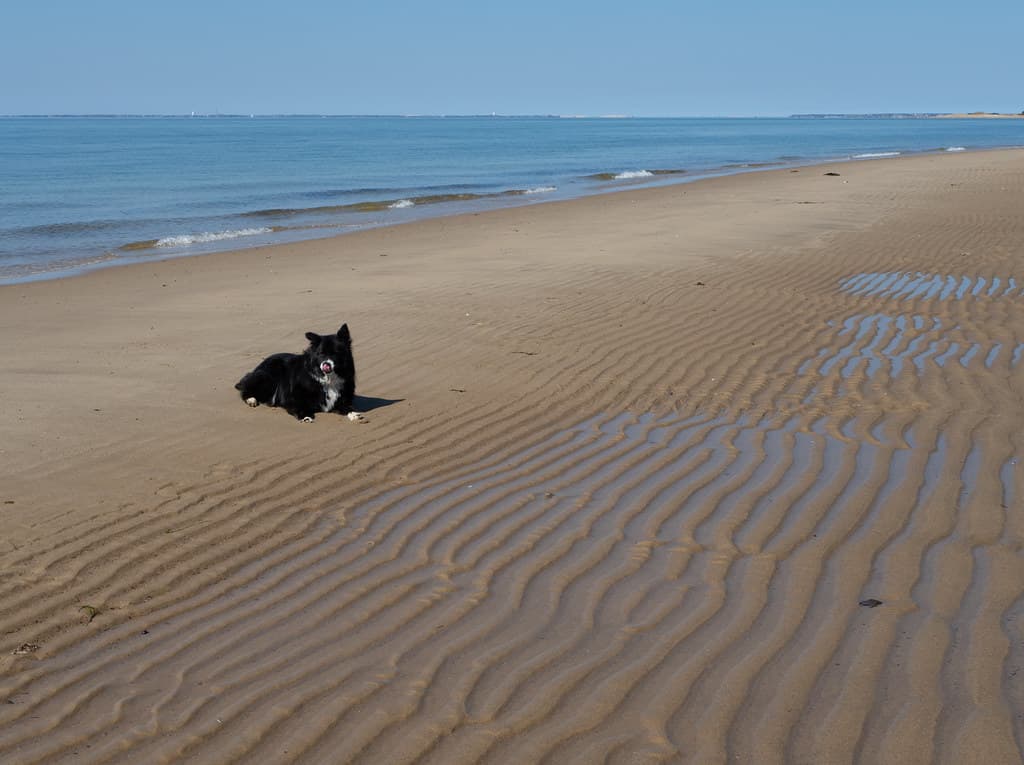 Dog Beach (Provincetown) view 3