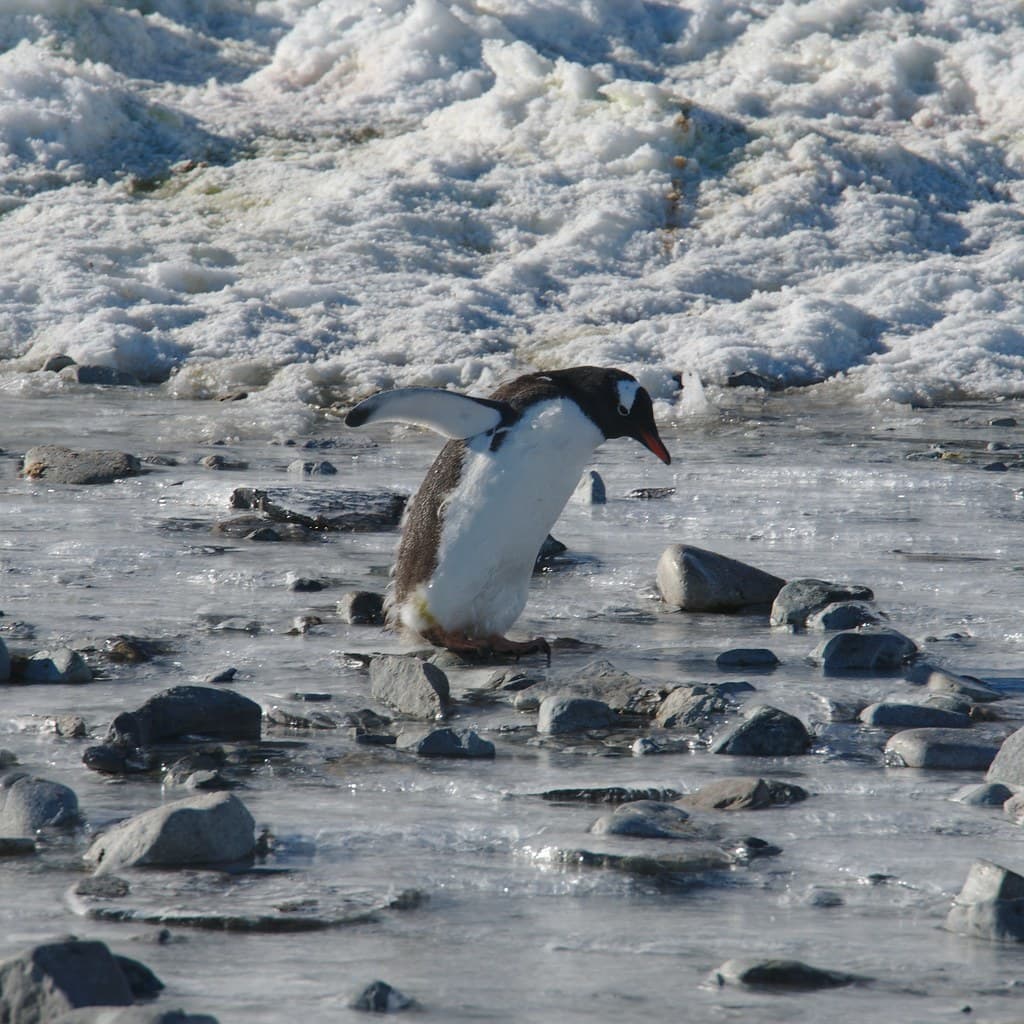 Cuverville Island Beach view 3