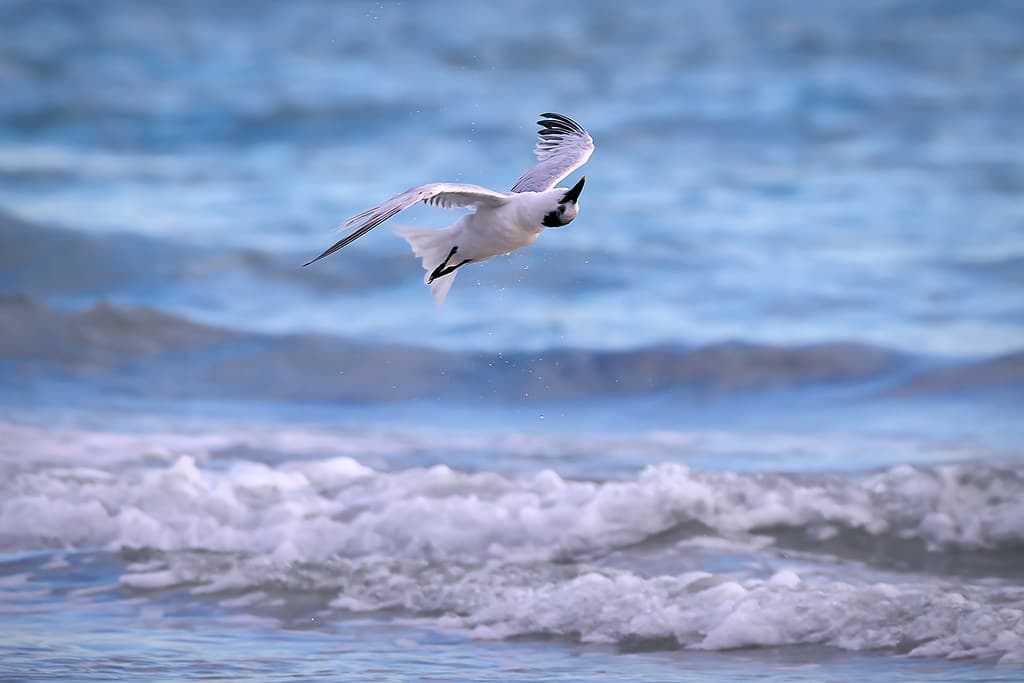 Longboat Key Beach