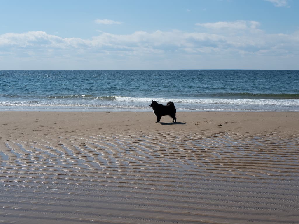 Dog Beach (Provincetown) view 2
