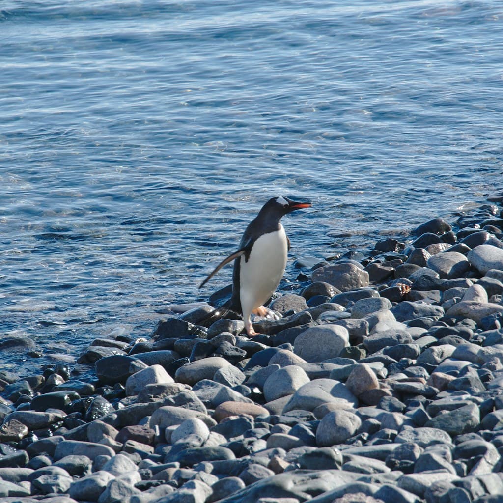 Cuverville Island Beach view 2