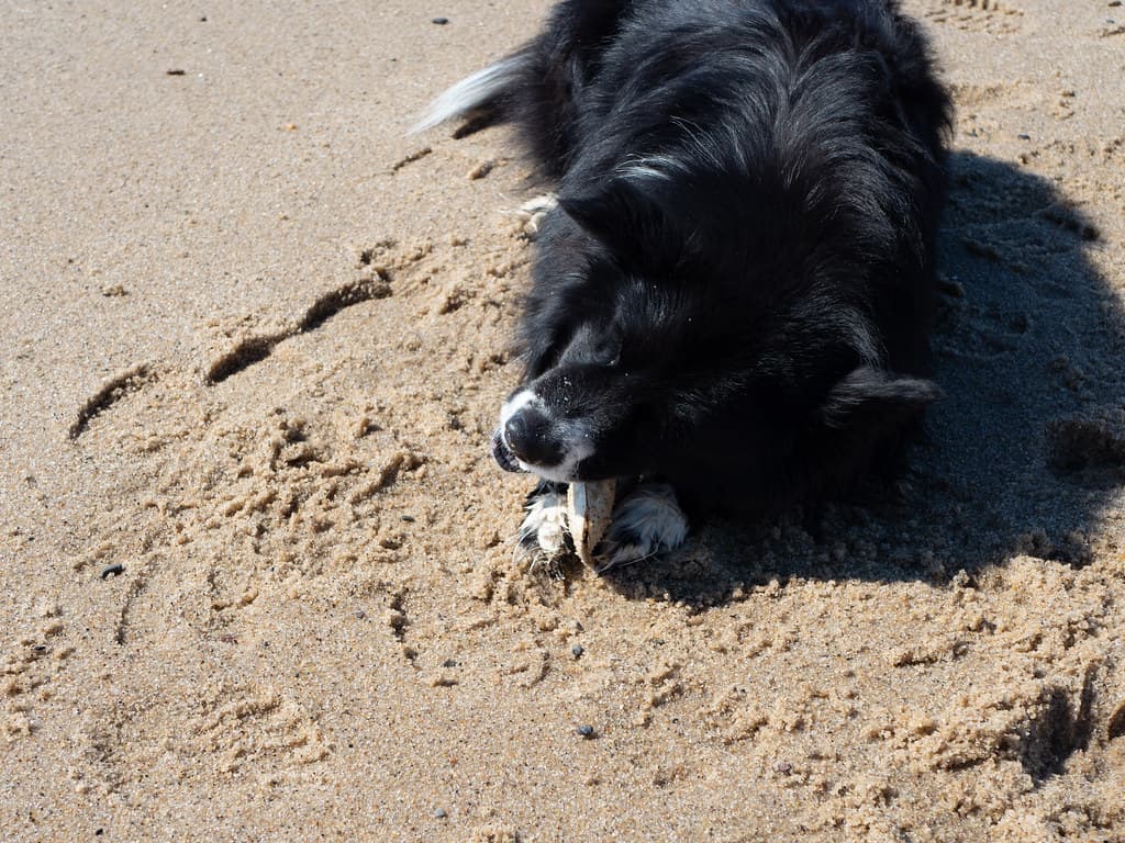 Dog Beach (Provincetown)