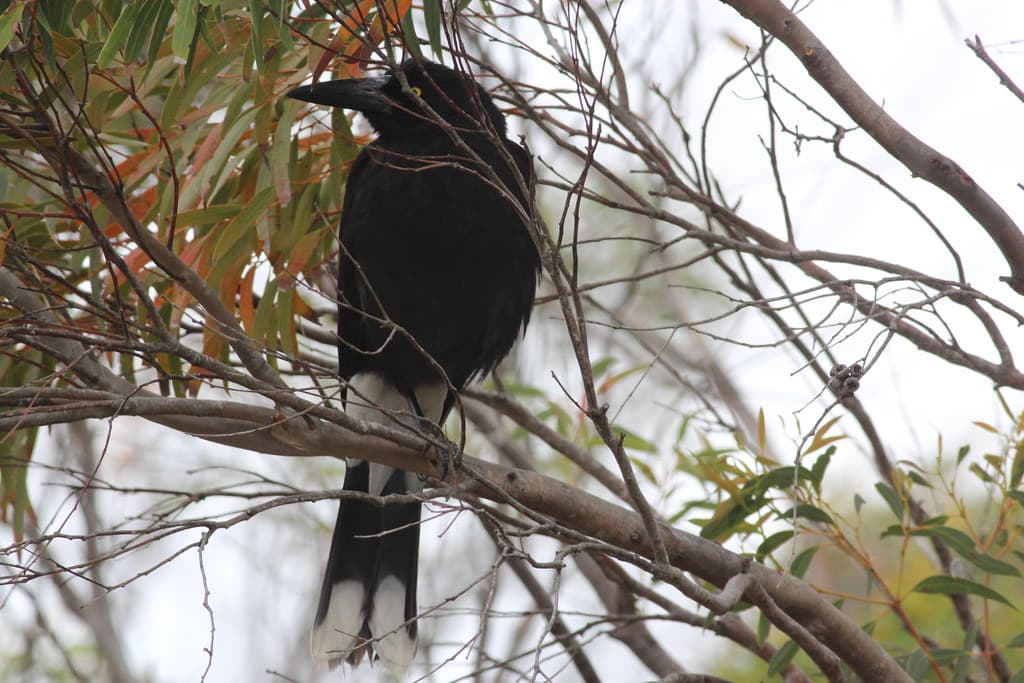 Currawong Beach