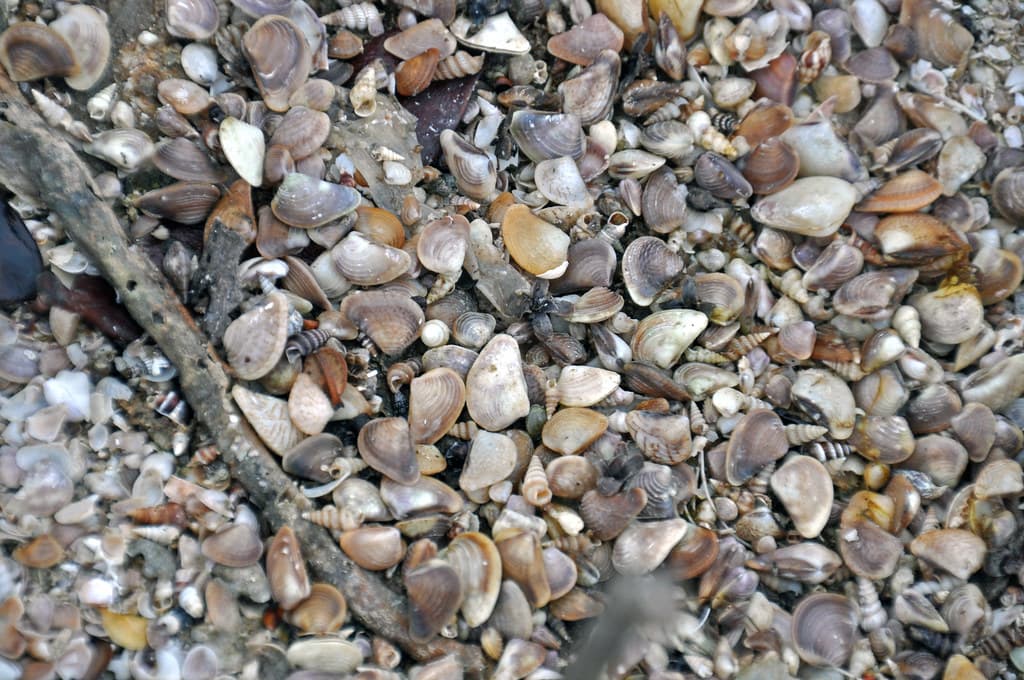 Modern mollusc shells near shoreline of Osprey Lake (Osprey Pond) (San Salvador Island, Bahamas) 2