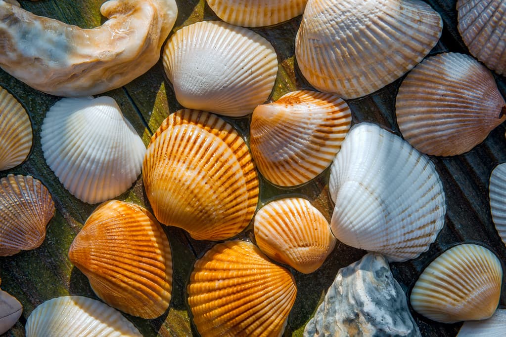 North Litchfield Beach (Pawley's Island, South Carolina)